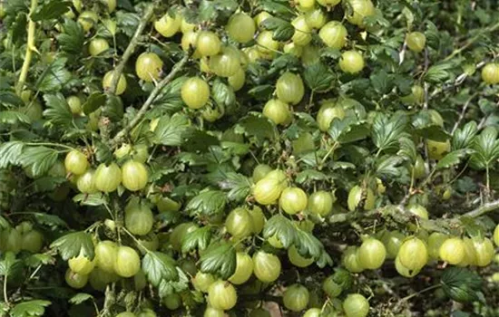 Ribes uva-crispa 'Hinnonmaeki Gelb' ®, gelb