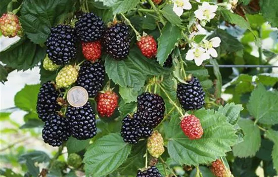 Rubus fruticosus 'Navaho' ®