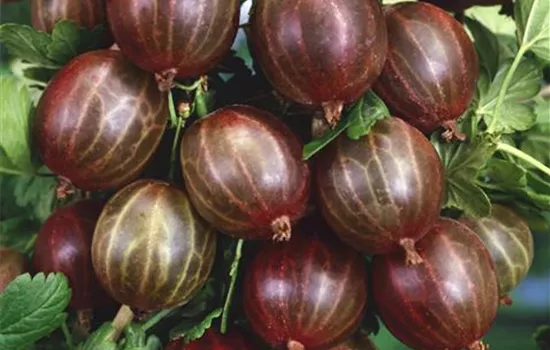 Ribes uva-crispa 'Hinnonmaeki Rot' ® (Stachelbeere), rot