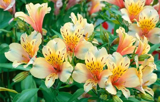 Alstroemeria aurea 'Inca Ice'