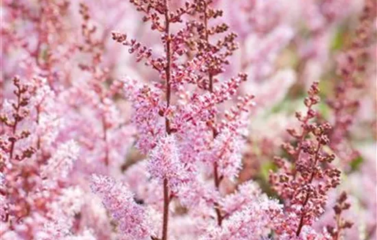 Astilbe chinensis 'Vision in White' ®