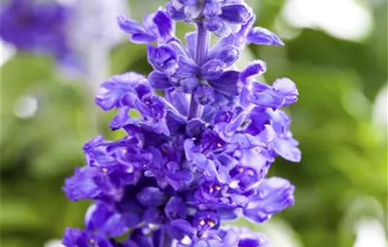 Salvia farinacea 'Midi'