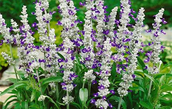 Salvia farinacea 'Strata'