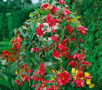 Begonia 'Pendula'