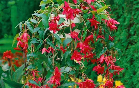 Begonia 'Pendula'