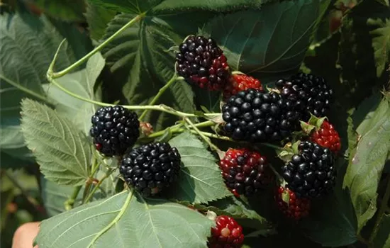 Rubus idaeus 'Black Jewel' (Himbeere)