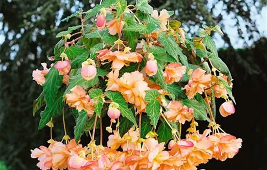 Begonia tuberhybrida pendula (Tuberhybrida-Gruppe), lachsrosa