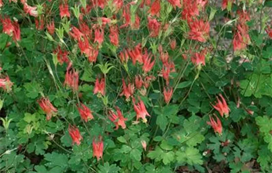 Aquilegia canadensis 'Little Lanterns'