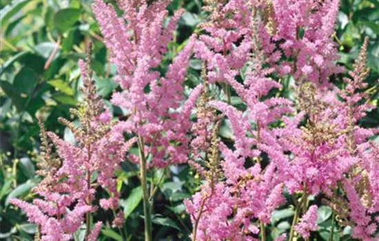 Astilbe chinensis 'Visions'