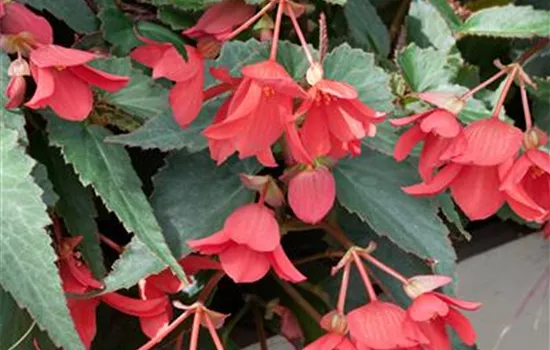 Begonia Pendula Pink, rosa