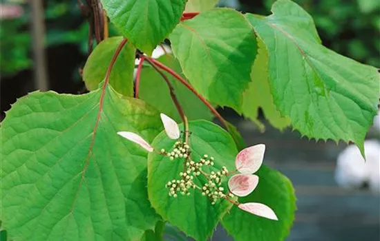 Schizophragma hydrangeoides 'Roseum'