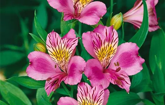 Alstroemeria 'Mauve Majesty'