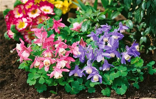 Aquilegia flabellata