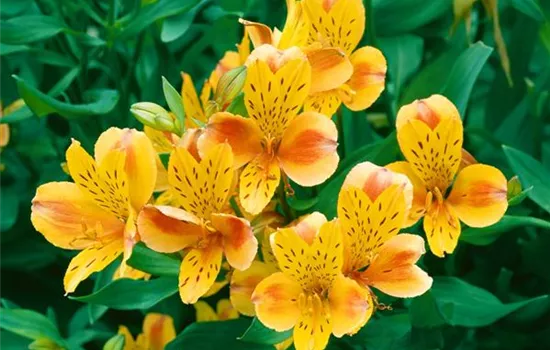 Alstroemeria 'Tangerine Tango'