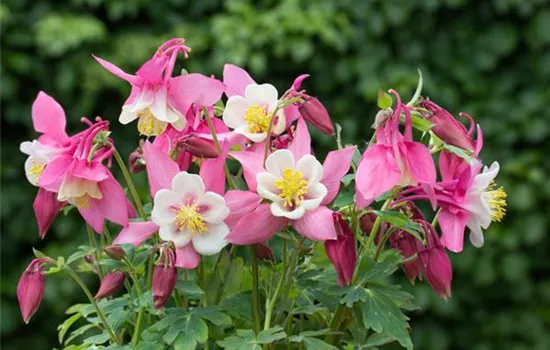 Aquilegia flabellata, weiß