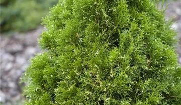 Highlights ™ Arborvitae
