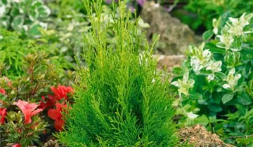 Highlights ™ Arborvitae