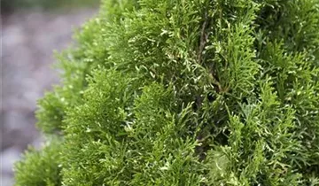 Highlights ™ Arborvitae