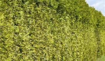 Highlights ™ Arborvitae