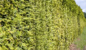 Highlights ™ Arborvitae