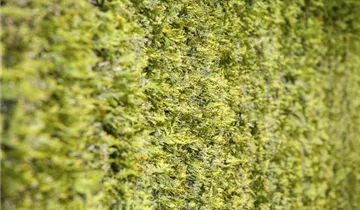 Highlights ™ Arborvitae