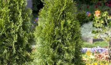 Highlights ™ Arborvitae