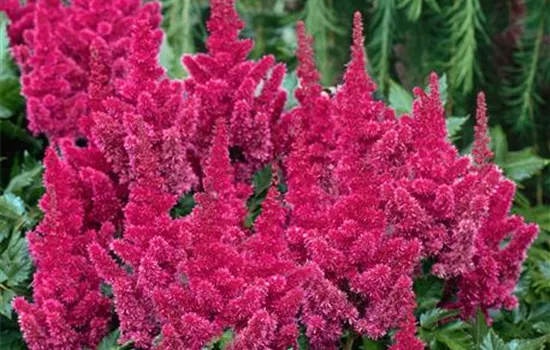 Astilbe chinensis 'Visions Red' ®