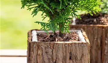 Highlights ™ Arborvitae