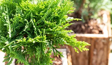 Highlights ™ Arborvitae