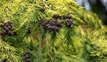 Highlights ™ Arborvitae