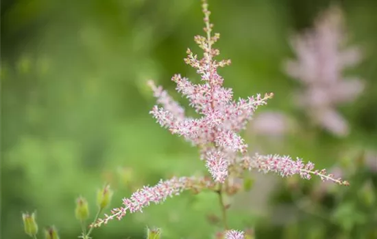 Astilbe glaberrima 'Hennie Graafland'