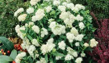 Sommerspiere 'Albiflora'