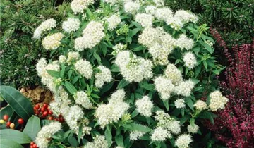 Sommerspiere 'Albiflora'
