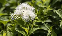 Sommerspiere 'Albiflora'