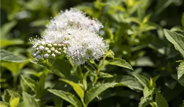 Sommerspiere 'Albiflora'