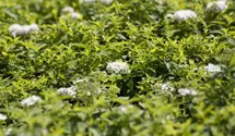 Sommerspiere 'Albiflora'