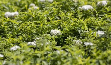 Sommerspiere 'Albiflora'