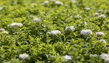 Sommerspiere 'Albiflora'