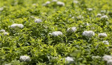 Sommerspiere 'Albiflora'