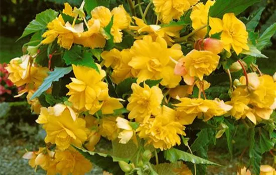Begonia tuberhybrida pendula, gelb