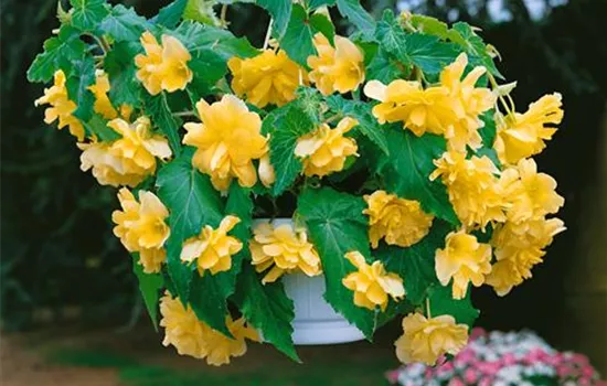 Begonia, gelb, gefüllt