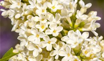 Edelflieder 'Primrose'