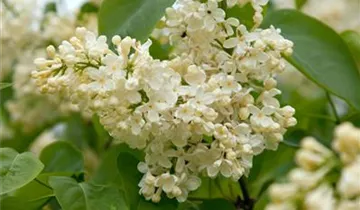 Edelflieder 'Primrose'
