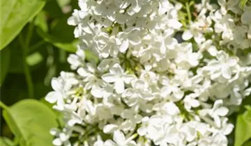 Edelflieder 'Primrose'