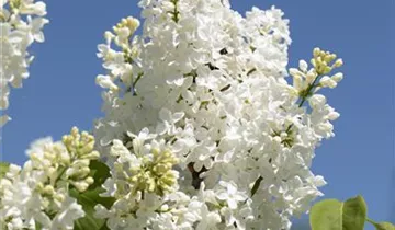 Edelflieder 'Primrose'