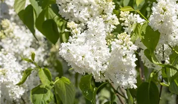 Edelflieder 'Primrose'