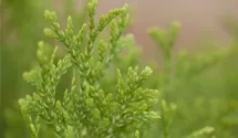 Jantar Arborvitae
