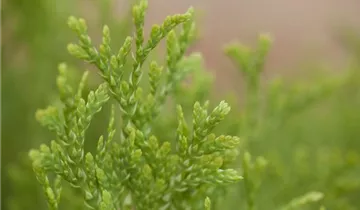 Jantar Arborvitae