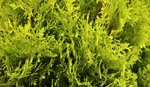 Jantar Arborvitae