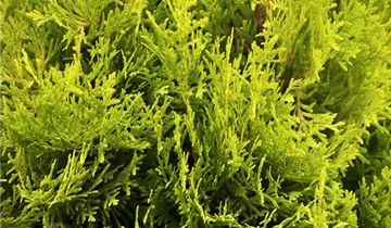 Jantar Arborvitae
